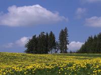 Deutschland - Tannengruppe mit Löwenzahnfeld nahe dem Hopfensee